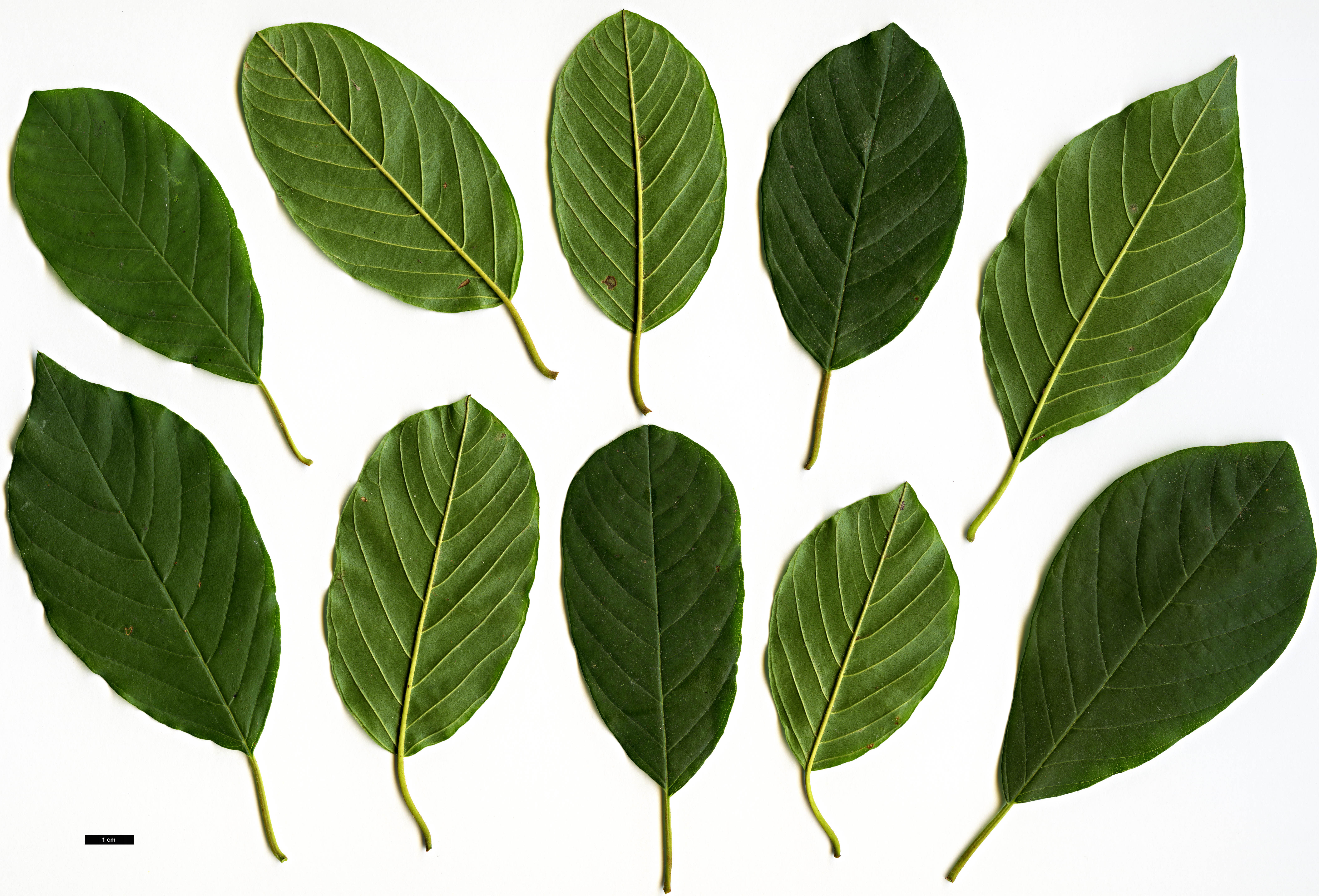 High resolution image: Family: Rhamnaceae - Genus: Frangula - Taxon: alnus